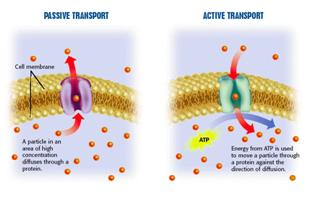 Transportation of Molecules Passive