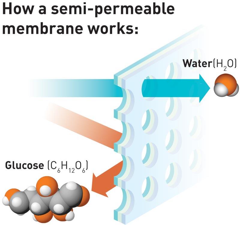 Selectively permeable membrane A membrane that