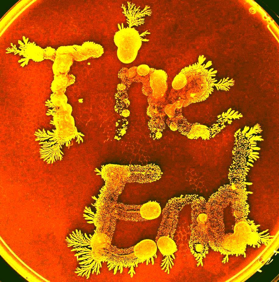 A growing bacterial colony that calculates