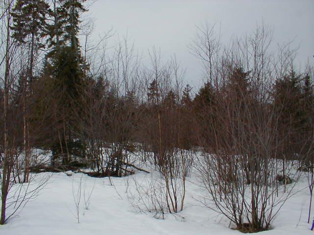 tamarack (larch) in bogs Red maple swamps