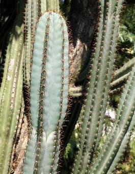 can reach Gray spines, medium sized Eastern South America 5 10,