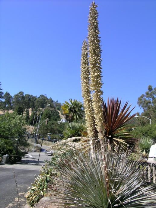 Dasylirian wheeleri Desert Spoon Agavaceae Height 3 4 Grows slowly to