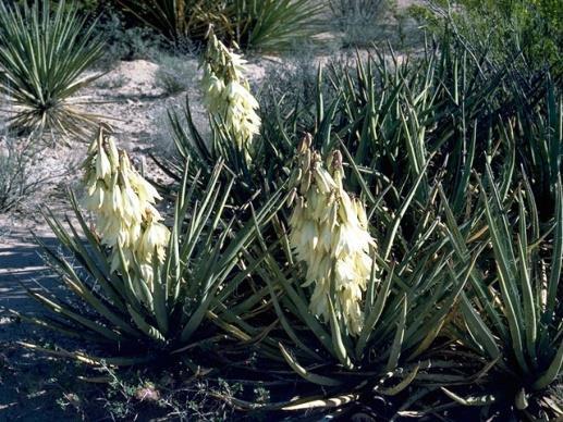 Yucca baccata Banana Yucca Agavaceae Height 2 3 Usually occurs as a