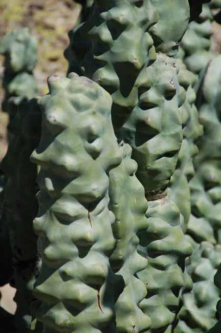 Lophocereus Schottii Totem Pole Cactaceae Baja California Cactus Height 7 10