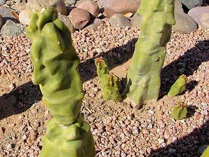 appearance Some believe that touching this cactus will cause damage to the