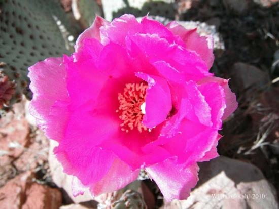 pads Mohave Desert, Northwest Mexico 2 3, in clumps Magenta to pink,