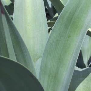 reproduction by plantlets only 20 F Octopus agave is quite