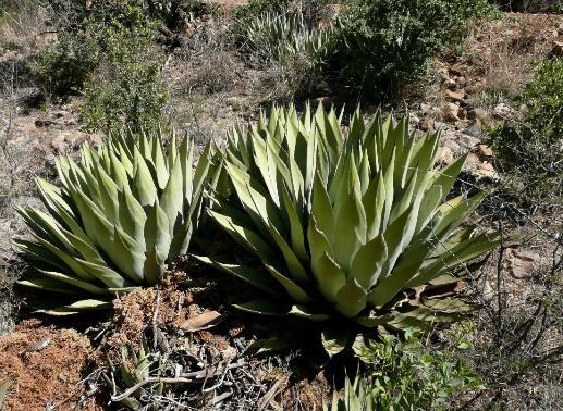 Agave parryi Parry s Agave Agavaceae Agavi Height 2 3 Produces