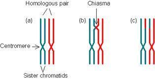 differences in the beginning. The differences are in bold and underlined. What happens is mitosis has a line through it. o Prophase I: The cell s nucleus dissolves and chromosomes condense.
