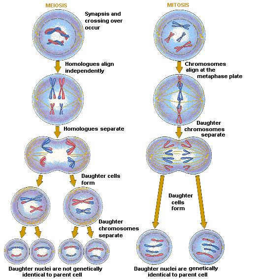 Comparison of Meiosis and Mitosis Gregor Mendel was the first to examine inheritance by using controlled experiments with pea plants.