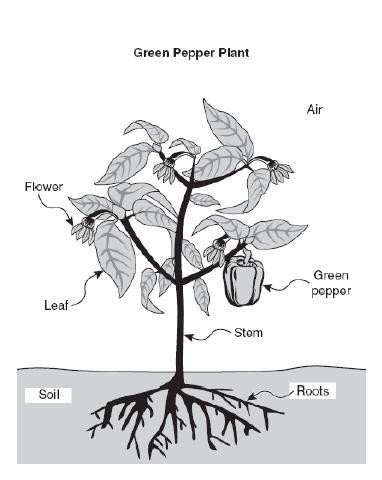 While helping to plant a school garden, Becky and Juan observed many different types of plants. They drew the following diagram of a green pepper plant growing in the garden. 6.