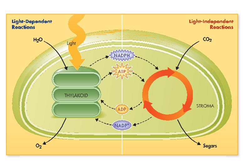 What to look out for: All cells need ATP for energy. So why not just use the ATP made in photosynthesis as the source of all ATP needs or all organisms?