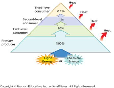 - Pyramid of Energy show the relative amount of energy available at each trophic level of a food chain or food web.
