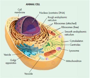 something that happens in animals! ALL organisms (bacteria, protists, fungi, plants, and animals) must use cellular respiration.