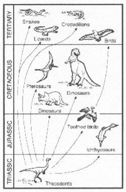 a. Lizards and birds are both reptiles. b. Pterosaurs and ichthyosaurs became extinct at the same time. c. Pterosaurs evolved into birds. d.