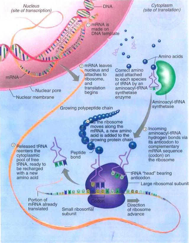 o The DNA code is transcribed into mrna and translated by ribosomes to produce proteins.