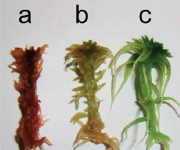 Figure 1. Photograph illustrating one individual shoot of three Sphagnum species (a, Sphagnum fuscum; b, S. balticum; c, S. fallax). Photograph: G. Granath.
