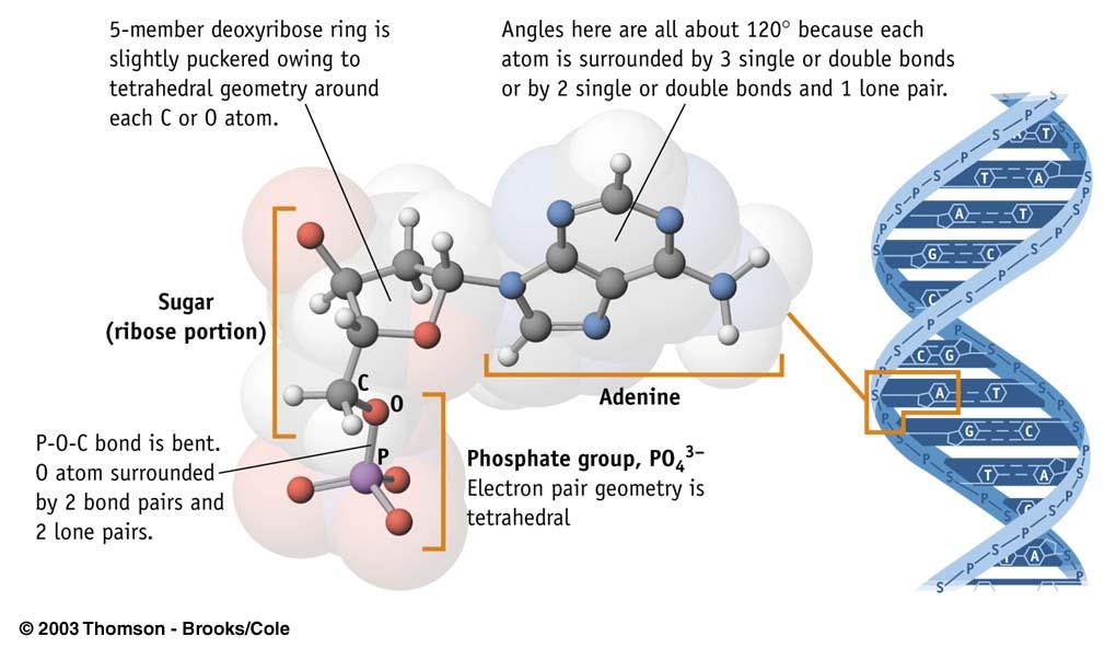 Consider Acetic Acid: Molecular Geometries and Bonding Theory 13
