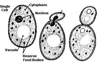 PHYLUM ZYGOMYCETES - includes Black Bread Mold - Asexual Reproduction : ascending hyphae called produce in - Sexual Reproduction : a is produced via