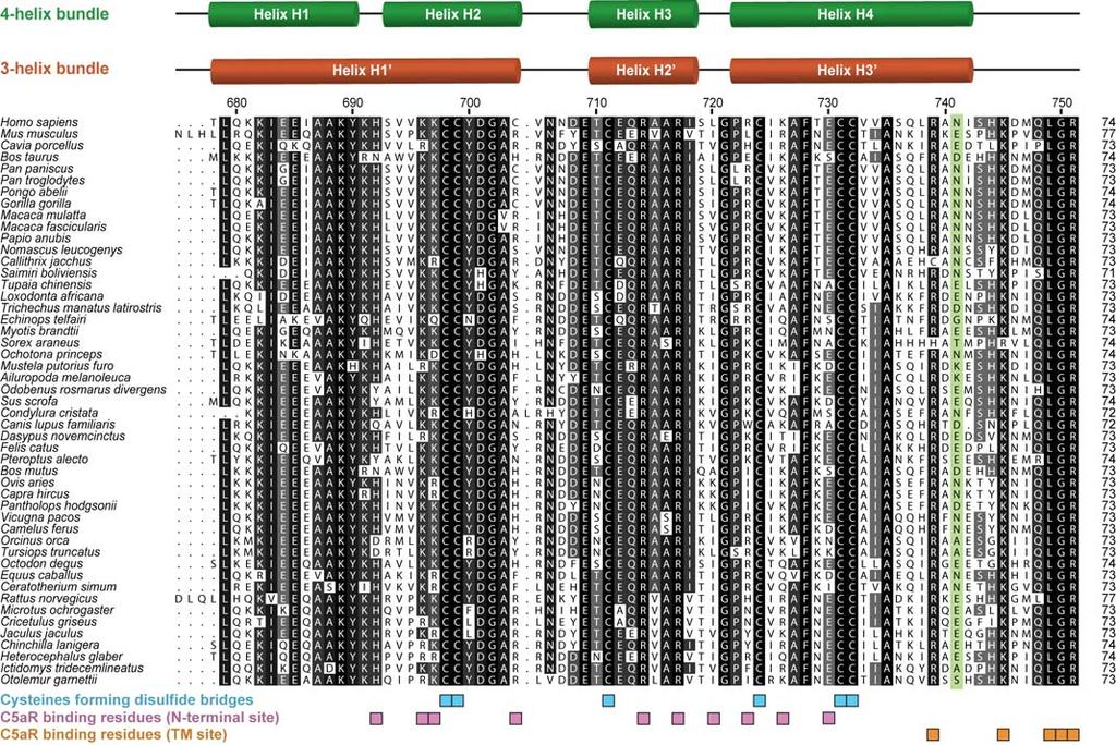 Fig. S1: Sequence alignment for C5a proteins.