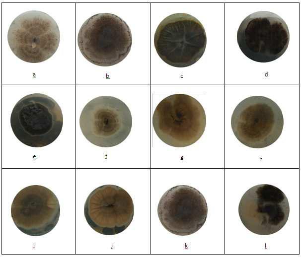 Figure 1 Radial growth of Colletotrichum dematium affected by volatile products released from different phylloplane fungi in Petri plates a) Control, b) P. tardum, c) P.herquei, d) P.