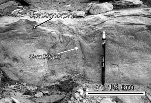J.P. Bhattacharya and R.K Davies as dish structures and pipes (see sandstone SS3, between sections 9 and 10, Figure 4C).