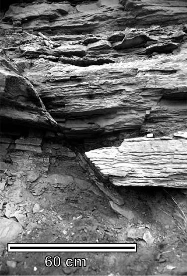 J.P. Bhattacharya and R.K Davies Figure 23. Faulted contact between the cross-bedded sandstones of the growth section on the right and the heterolithic pre-growth section to the left.
