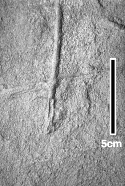 Note flame-structures and load casts at the base of the lower sandstone bed. Interpretation Figure 13.