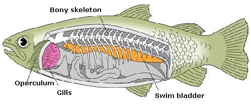 Body is flat, disc shaped or spindle shaped. Body is covered with placoid scales. Skeleton is cartilaginous. Respiration is through gills.