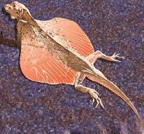 Class Reptilia (creeping vertebrates) Flying lizard (Draco) Mostly terrestrial. Heart is 3 chambered, is cold blooded. Breathe through lungs.