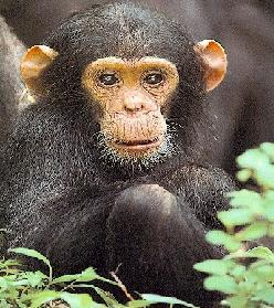 Class mammalia (mammals) Chimpanzee Most intelligent of all organisms. Warm blooded with 4 chambered heart. Give birth to young ones.