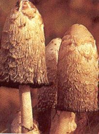 Fungi Kingdom Reproduction in Fungi Mushroom Penicillium These do not contain chlorophyll and