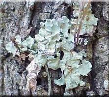 Lichens Foliose lichen Fruticose lichen This is a group which has two varieties of plants, an