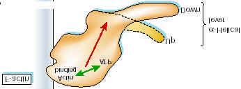 In myosin, the amplifier is a a- helical lever, that swings up and down up to an angle of 70 o.