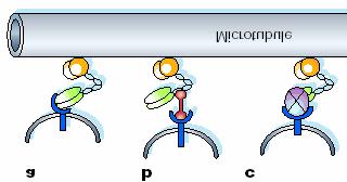 Kinesin In Detail a Direct interaction.