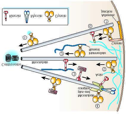 4. Cellular functions & importance of motors 1. Retrograde transport of centrosomal components 2. Anterograde and retrograde transport of intermediate filaments 3.