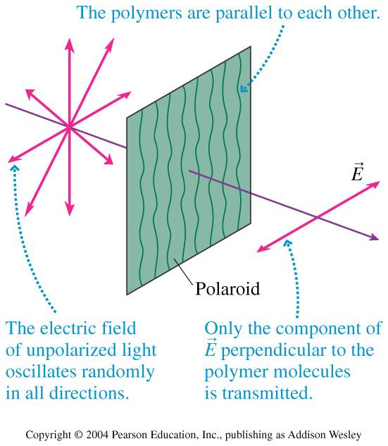 Polarizing filter l Ordinary electromagnetic waves are unpolarized the electric field vectors for each wave are in random (transverse) directions l A polarizing filter lets in only those EM waves