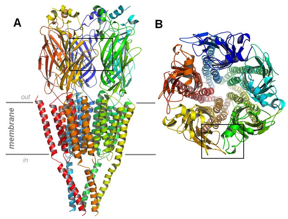 G protein-coupled receptors (GPCRs), also known as seven-transmembrane domain receptors, 7TM receptors, heptahelical receptors, serpentine receptor, and G protein-linked receptors (GPLR), comprise a
