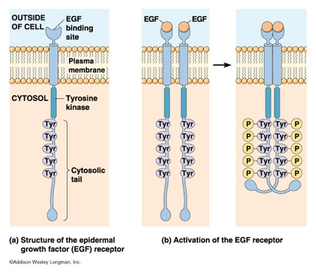 GFSO : Components: GF RTK Activation RS/TK (to the right) RTK (below) Cell Signaling : EGF Case Study Epidermal Growth Factor Epidermal growth factor or EGF is a growth factor that plays an important