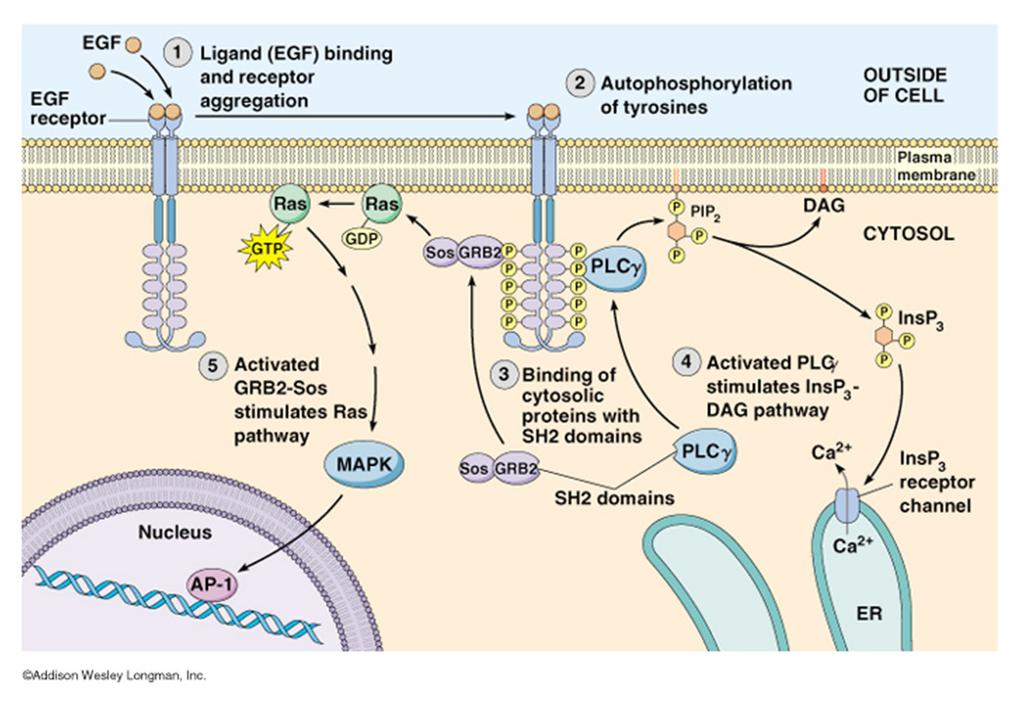 Cell Signaling : Cascade Examples: RTK Signal