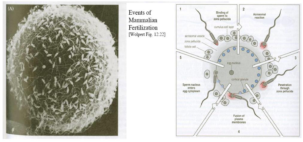 Dev Bio: Fertilization Fertilization: Union of