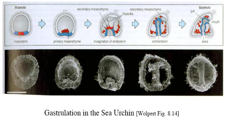 Morphology of the embryo is drastically altered