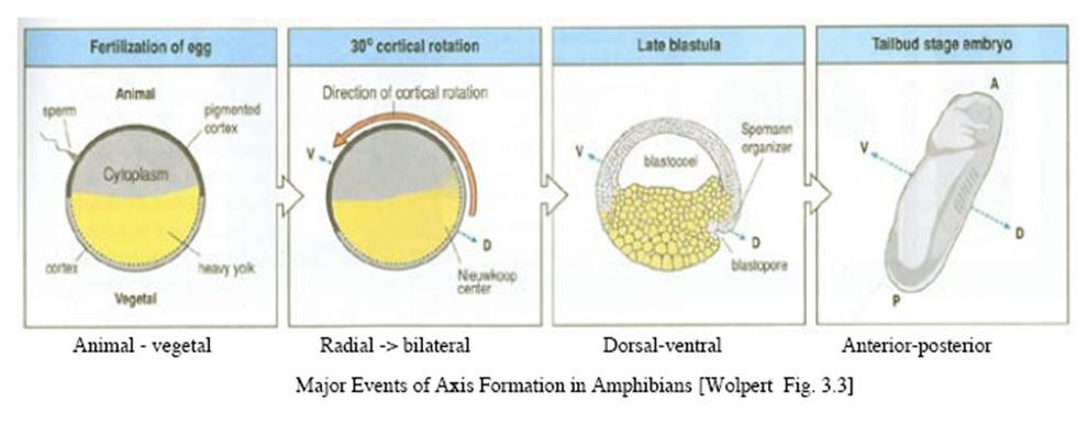 html Dev Bio: Body Axis Formation Animal/Vegetal: Maternally determined Radial to bilaterial symmetry transition: