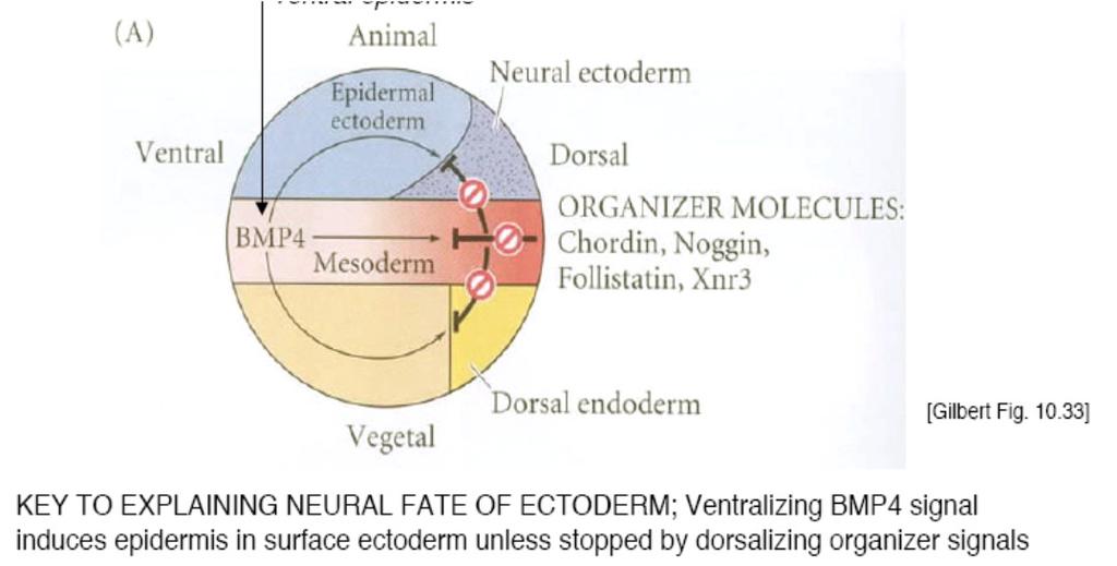 Mechanisms of Formation