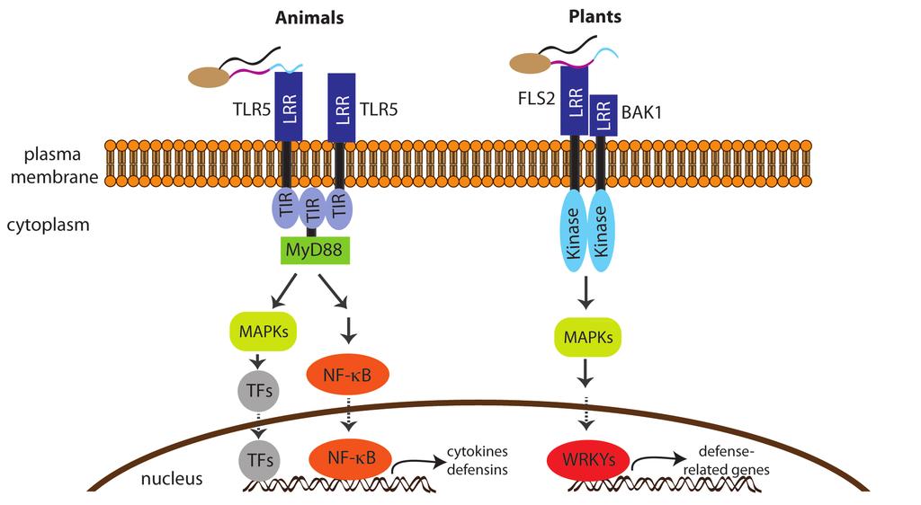 Features Figure 1. Flagellin recognition and signalling is suggestive of convergent evolution in MAMP perception in plants and animals.