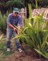 Erena McNeill trims dead leaves from harakeke at Kaiapoi. Relocated plants at Otākou Marae well established after their summer growth.
