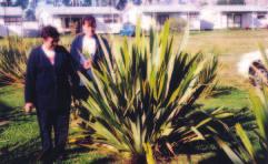 Fourteen of the plants had a basal circumference greater than 100 cm, the size able to sustain harvesting. Warwick cut off the new kōrari on the Paoa, and applied fertiliser to each plant.