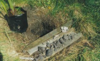 Otākou akou Marae, Otago Peninsula Planting date: 27 October 1995 Shell and umu stone fragments excavated from a planting hole, Kaiapoi.