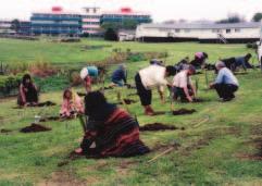Trial at Ruamata marae with Kura Kaupapa in background. Students and staff at Pūkenga, UNITEC, join in the planting. Emily Schuster and Hiko Hohepa selected the Ruamata site.