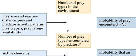 Process of Predation How do you quantify predatory preference for